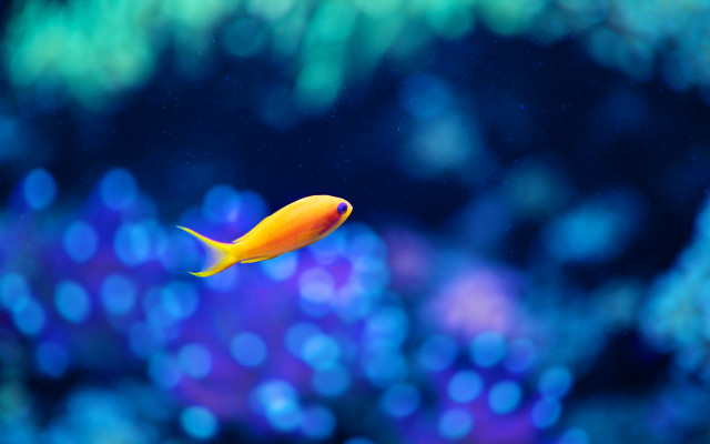 Yellow fish aquarium bubbles bokeh free wallpaper - medium preview image