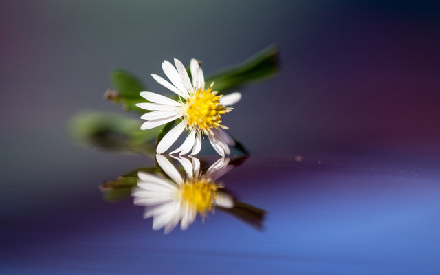 Flower reflection dandelion sunflower macro free wallpaper - medium preview image