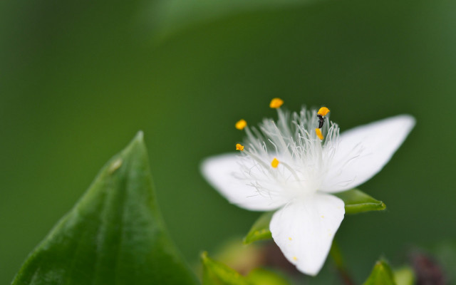 White flower butterfly wings macro free wallpaper - medium preview image