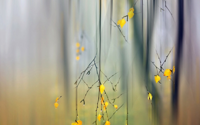 Blurry tree yellow leaves autumn free wallpaper - medium preview image