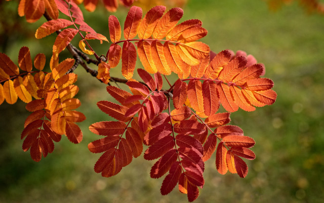Fall leaves nature macro neo free wallpaper - medium preview image