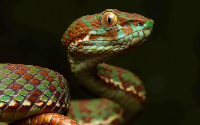 Green orange snake black background free wallpaper - medium preview image