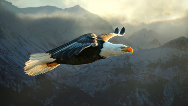 Bald eagle mountains clouds majesty free wallpaper - medium preview image