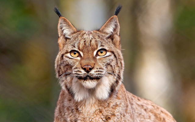 Cat closeup blurry background furry free wallpaper - medium preview image