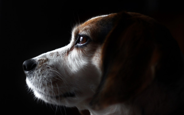 Dog lighting macro animal blackbackground free wallpaper - medium preview image