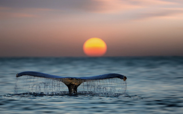 Whale tail sunset ocean moon free wallpaper - medium preview image