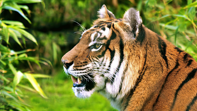 Tiger wideopen mouth grass nature free wallpaper - medium preview image