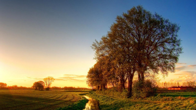 Dog field sunset tree autumn free wallpaper - medium preview image