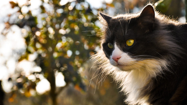 Black cat yellow eyes portrait #2 free wallpaper - medium preview image