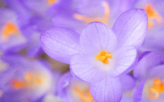 Purple flower yellow stamens macro free wallpaper - medium preview image