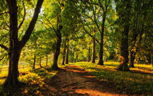 Dirt path forest trees fence free wallpaper - medium preview image