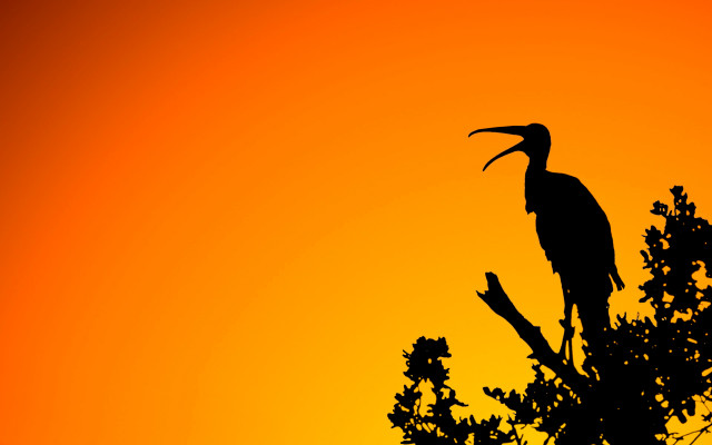 Bird branch sunset autumn leaves free wallpaper - medium preview image