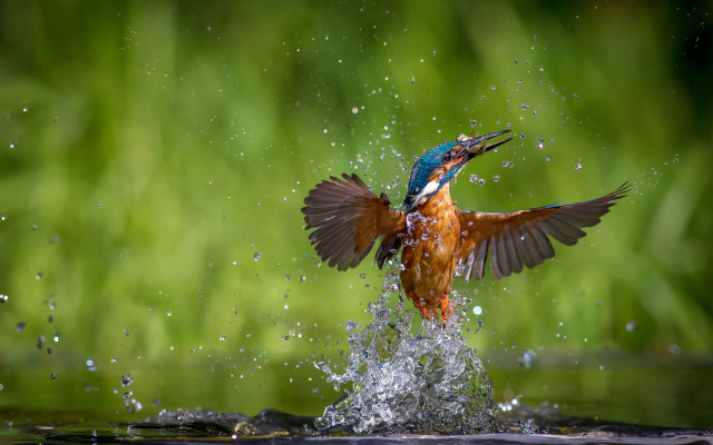 Bird fish water splash aurora free wallpaper - medium preview image