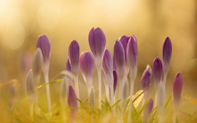 Purple flowers field sunlight macro free wallpaper - medium preview image