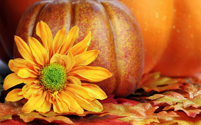 Yellow flower leaves pumpkin orange free wallpaper - medium preview image