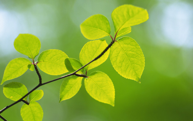 Branch leaves sunlight forest macro free wallpaper - medium preview image