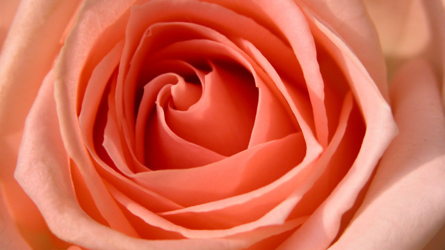 Pink rose macro photography blurry free wallpaper - medium preview image
