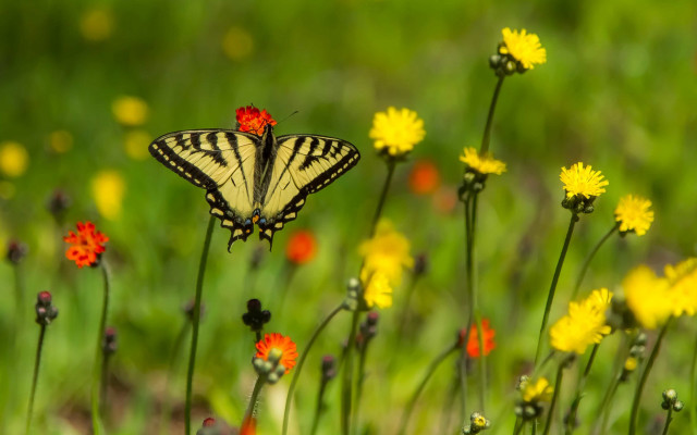 Butterfly flower field bokeh nature free wallpaper - medium preview image