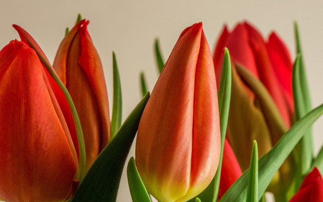 Red flowers vase table shallow free wallpaper - medium preview image