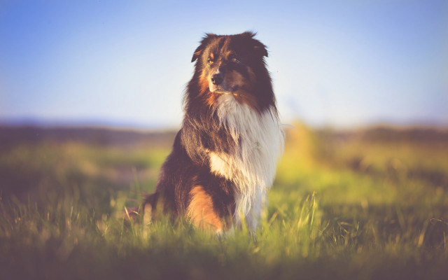 Dog field tiltshift nature blurry free wallpaper - medium preview image