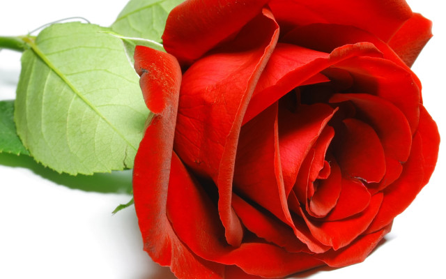 Red rose green leaf white free wallpaper - medium preview image