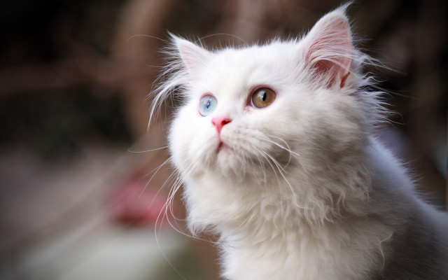 White cat blue eyes symmetrical free wallpaper - medium preview image