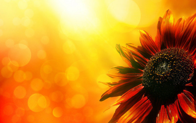 Sunflower bright yellow background bokeh free wallpaper - medium preview image