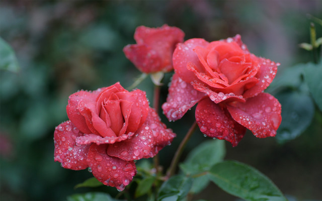 Red roses water droplets bokeh #2 free wallpaper - medium preview image