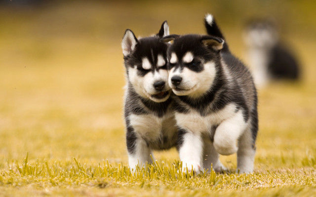Husky dogs field autumn blurry free wallpaper - medium preview image