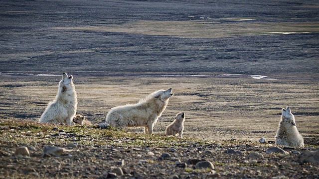 Polar bears rocky hillside lake free wallpaper - medium preview image