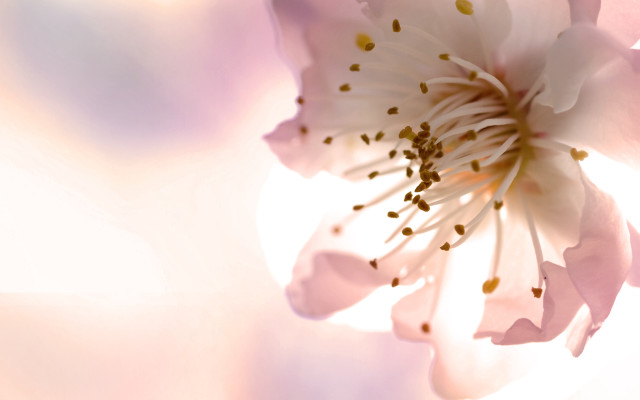 Flower closeup blurry background amano free wallpaper - medium preview image