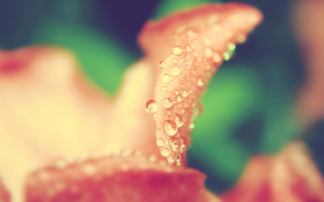 Flower water droplets macro green free wallpaper - medium preview image