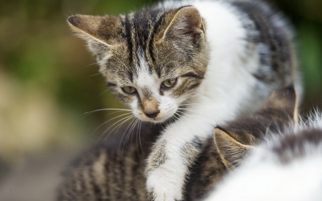 Cat reflection jigsaw puzzle sharpened free wallpaper - medium preview image