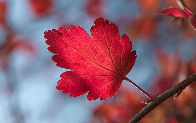Red leaf branch blue sky free wallpaper - medium preview image