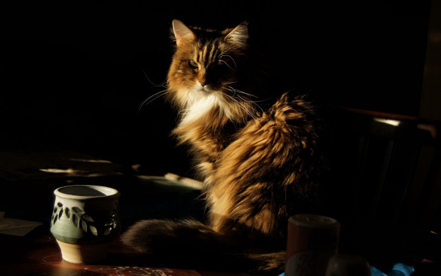 Cat vase cup candle bird free wallpaper - medium preview image