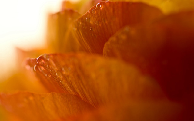 Flower water droplets orange yellow free wallpaper - medium preview image