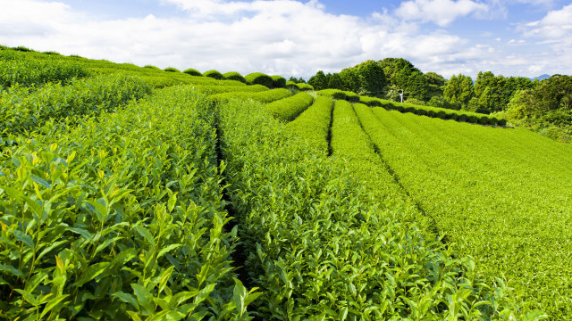 Green field clouds trees tilt free wallpaper - medium preview image