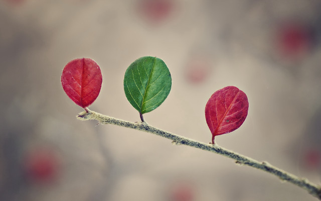 Three leaves macro art moon free wallpaper - medium preview image