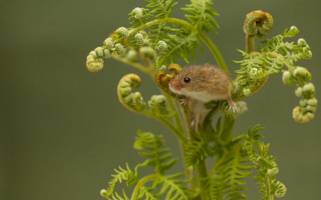 Small mouse on green plant free wallpaper - medium preview image