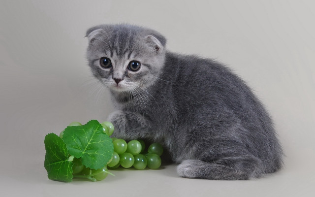 Kitten grapes leaf gray background free wallpaper - medium preview image