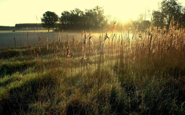 Field trees sunset lens flare free wallpaper - medium preview image