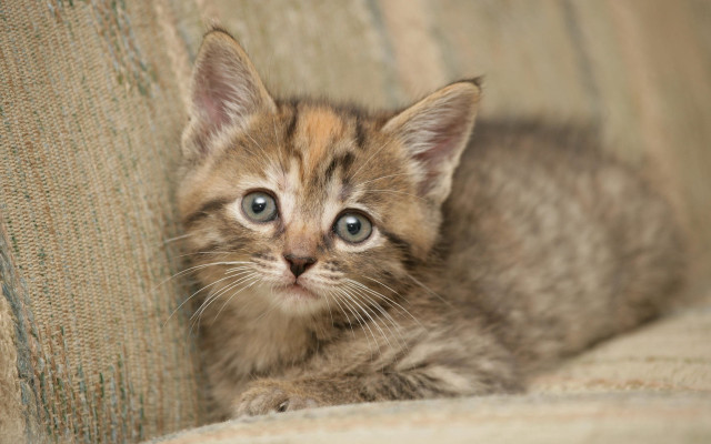 Kitten sad couch carlos catasse free wallpaper - medium preview image