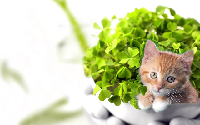Kitten peeking green leaves ecological free wallpaper - medium preview image