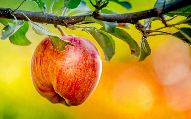 Apple branch leaves fall harvest free wallpaper - medium preview image