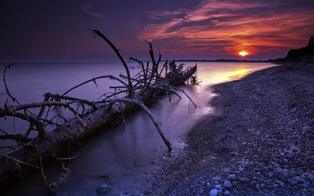 Fallen tree lake sunset mystical free wallpaper - medium preview image