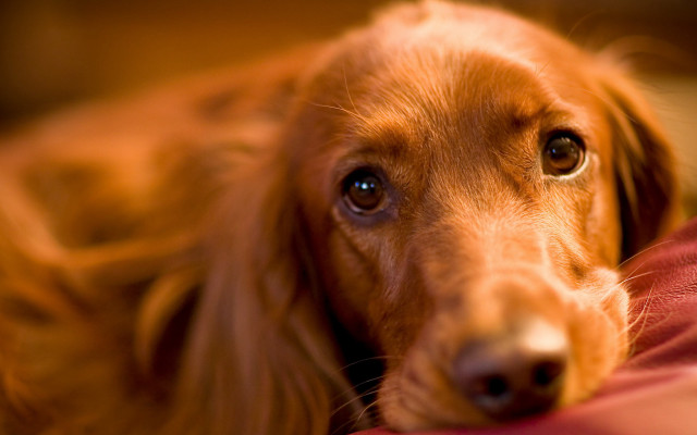 Dog longhair laying bed sad free wallpaper - medium preview image