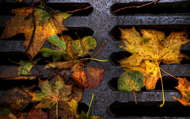 Grill leaves autumn environmental art free wallpaper - medium preview image