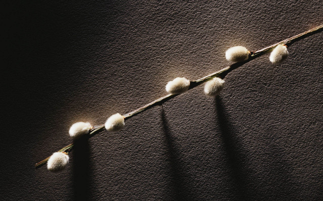 White plant shadow wall black free wallpaper - medium preview image