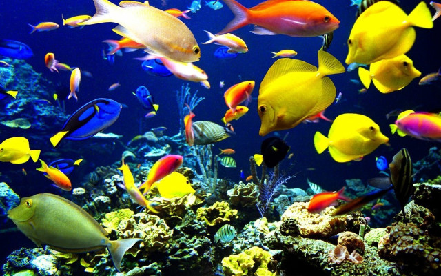 Large group fish aquarium water free wallpaper - medium preview image