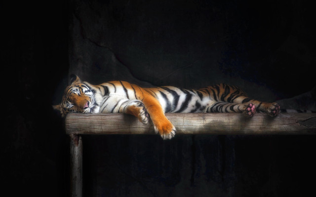 Tiger wooden ledge dark eyes free wallpaper - medium preview image